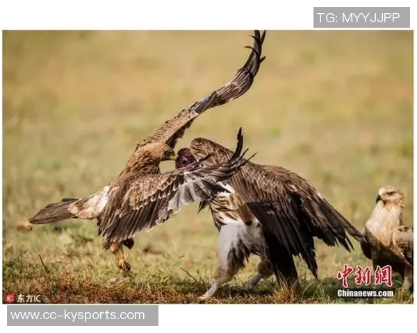 多特高层称赞裁判组对法鹰之战的艰难与越位争议进行分析